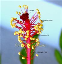  Androecium and stigmas